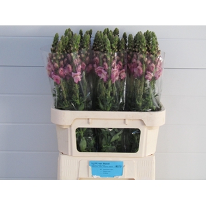 Antirrhinum Lavender