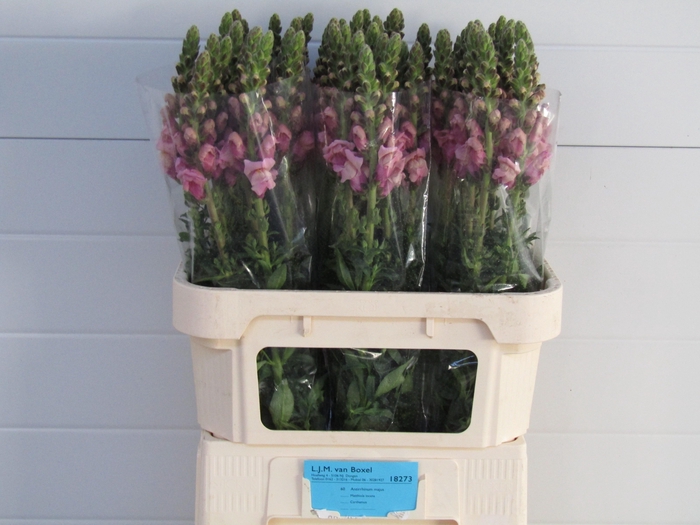 <h4>Antirrhinum Lavender</h4>