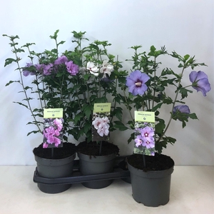 HIBISCUS SYRIACUS