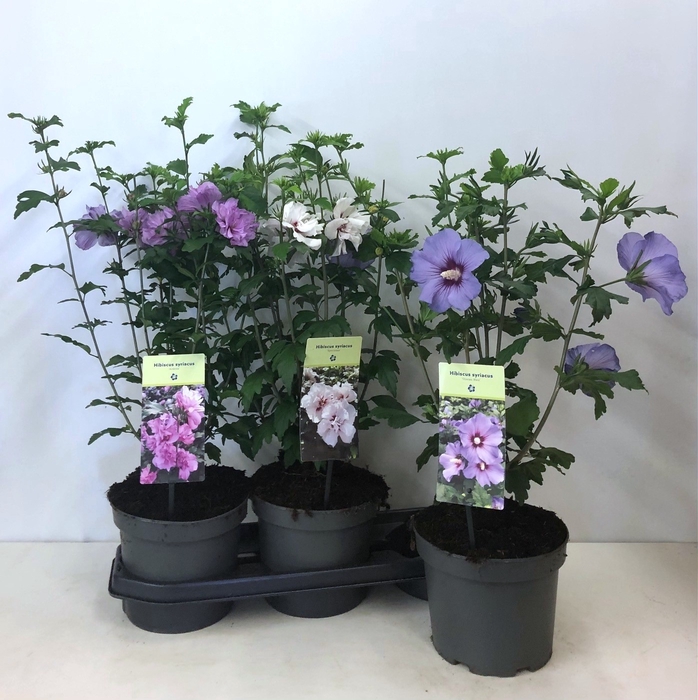 <h4>HIBISCUS SYRIACUS</h4>