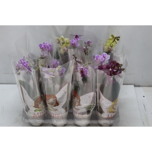 PHALAENOPSIS MINI P06