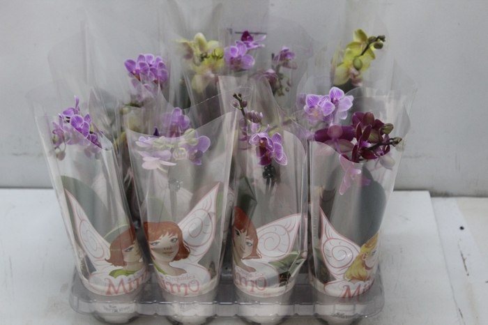 <h4>PHALAENOPSIS MINI P06</h4>