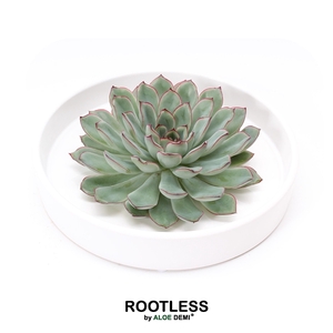 ROOTLESS Echeveria pulidonis, Tapir bowl