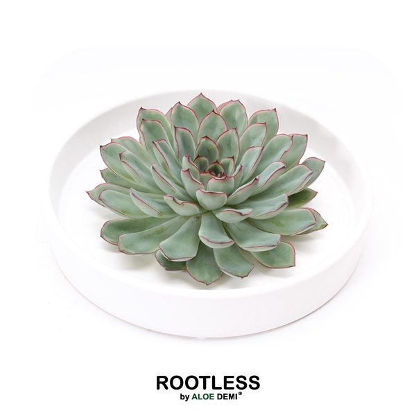 <h4>ROOTLESS Echeveria pulidonis, Tapir bowl</h4>