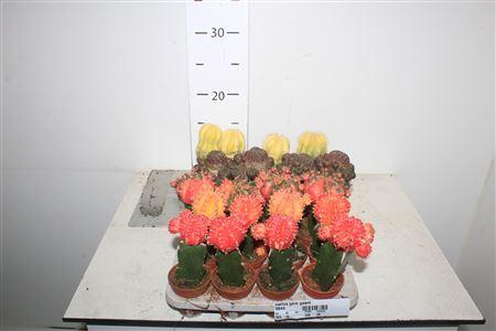 <h4>Cactus Gem Geent</h4>