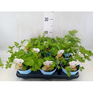 Petroselinum crispum