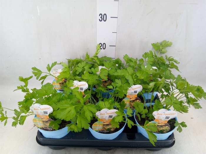 <h4>Petroselinum crispum</h4>