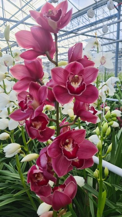 <h4>CYMB T PRET JENNIFER 50 cm</h4>