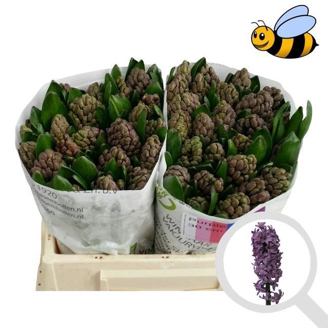 <h4>HYAC PURPLE STAR</h4>