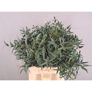 EUCA PARVIFOLIA