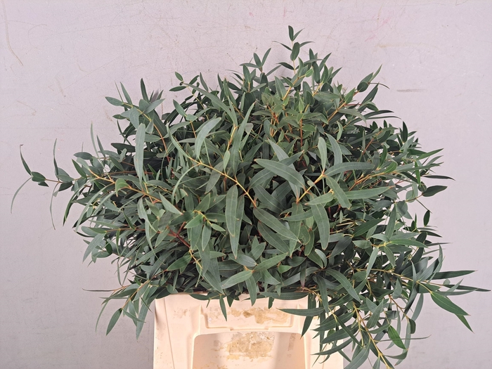 <h4>EUCA PARVIFOLIA</h4>