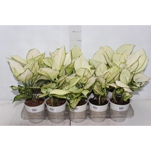 AGLAONEMA WHITE JOY P12