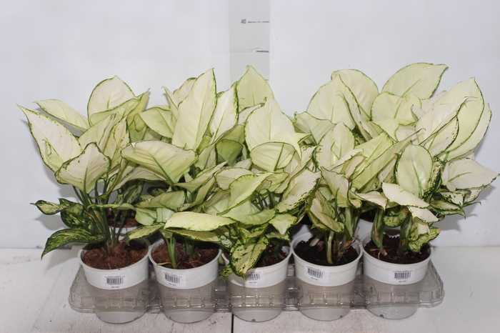 <h4>AGLAONEMA WHITE JOY P12</h4>