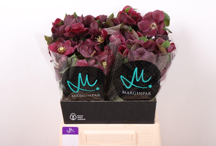 <h4>HELL CLASSIC ONE</h4>