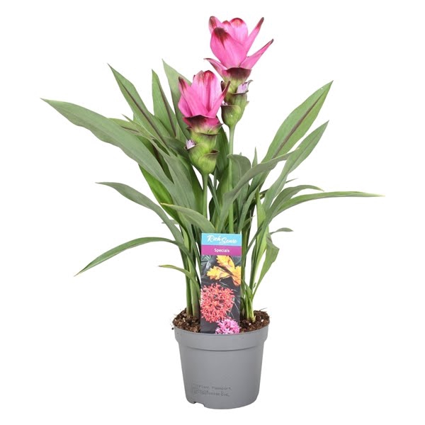 <h4>3 flower + Curcuma Siam Splash 13 cm</h4>