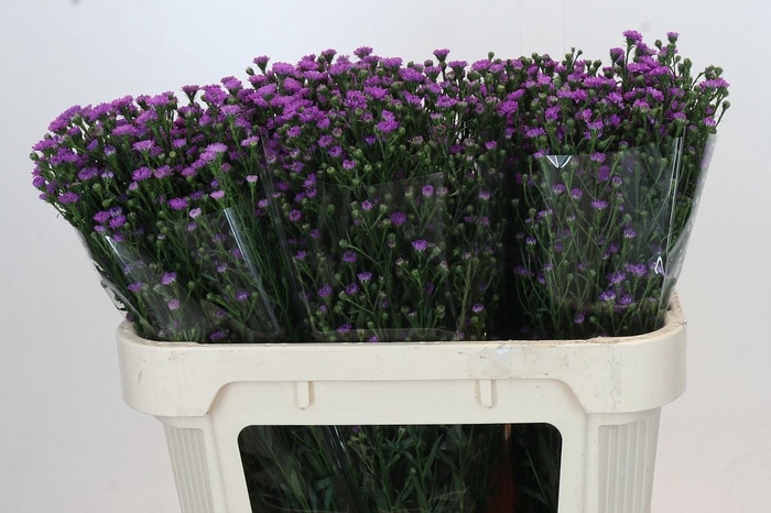 <h4>AST ASTEE M BABY PIN</h4>