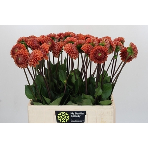 Dahlia (Ball Grp) 'Cornel Bronze'