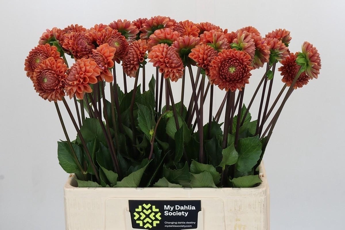 <h4>Dahlia (Ball Grp) 'Cornel Bronze'</h4>