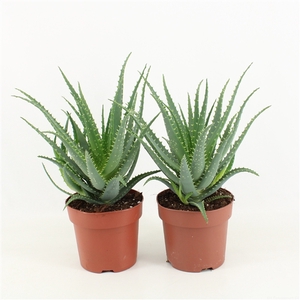 Aloe Arborescens P17