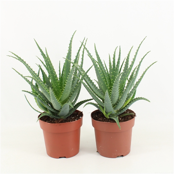 <h4>Aloe Arborescens P17</h4>