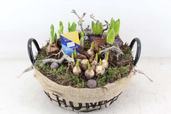 <h4>arr4 Bollenmix MB - Draadmand laag home</h4>