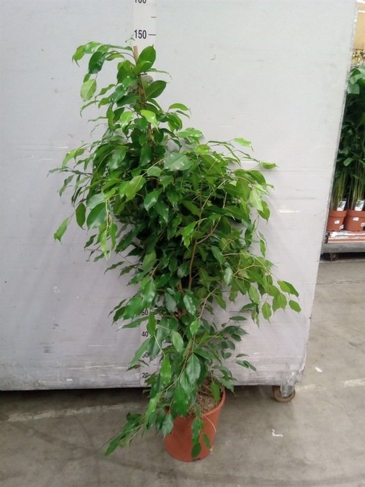 <h4>Ficus benja. 'Exotica'</h4>