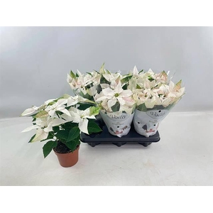 EUPHOR PRINCETTIA WHITE P12