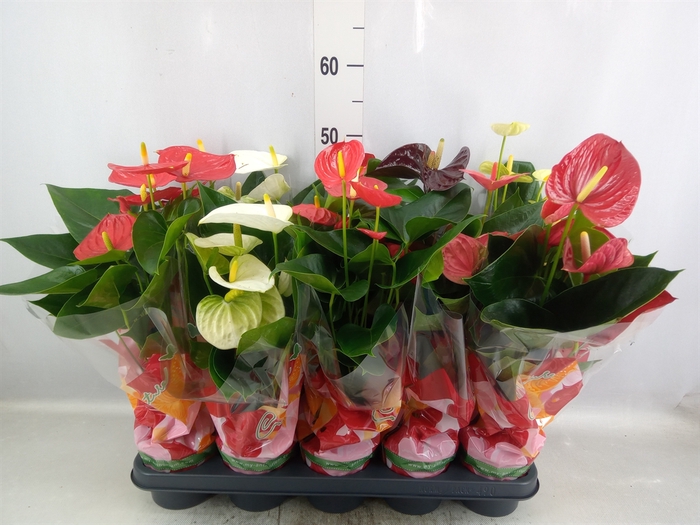 Anthurium   ...mix 4