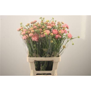 Ran N Modern Riviera