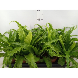 Asplenium antiquum 'Osaka'