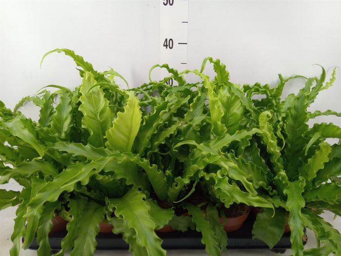 <h4>Asplenium antiquum 'Osaka'</h4>