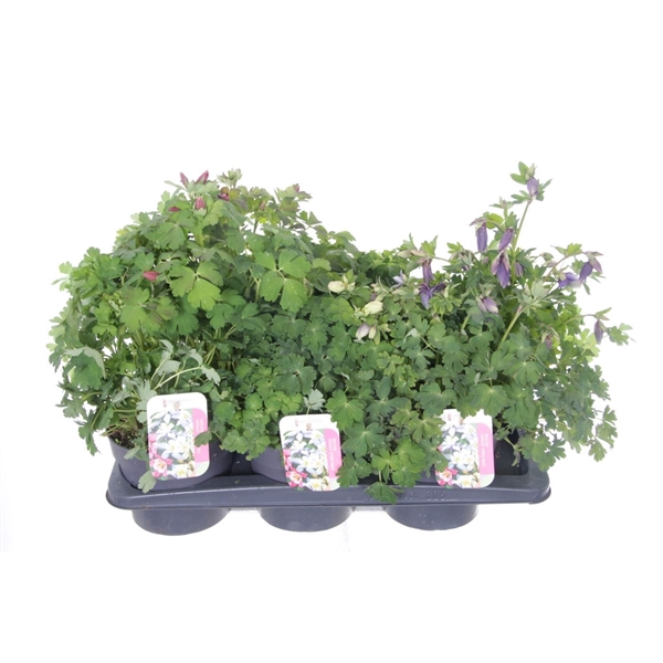 <h4>Aquilegia caer. Spring Magic mix</h4>