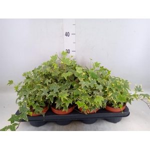 Hedera helix 'Yellow Ripple'