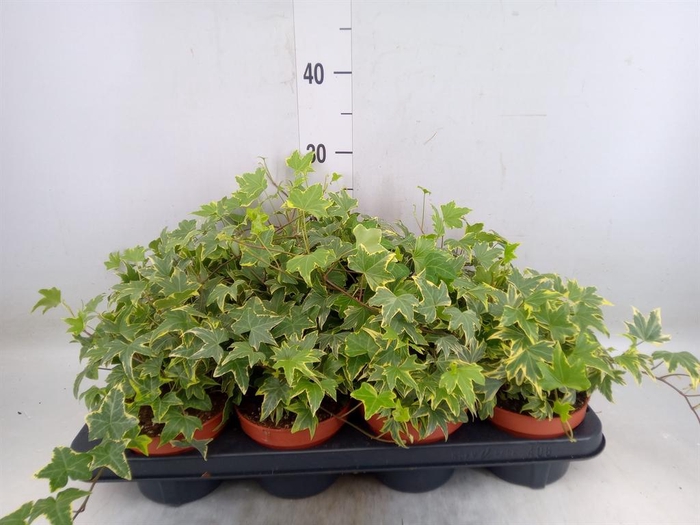 <h4>Hedera helix 'Yellow Ripple'</h4>