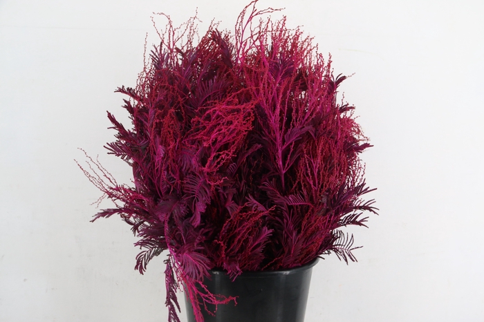 <h4>ACACIA MIMOSA DEALBATA LILLA 200GR</h4>