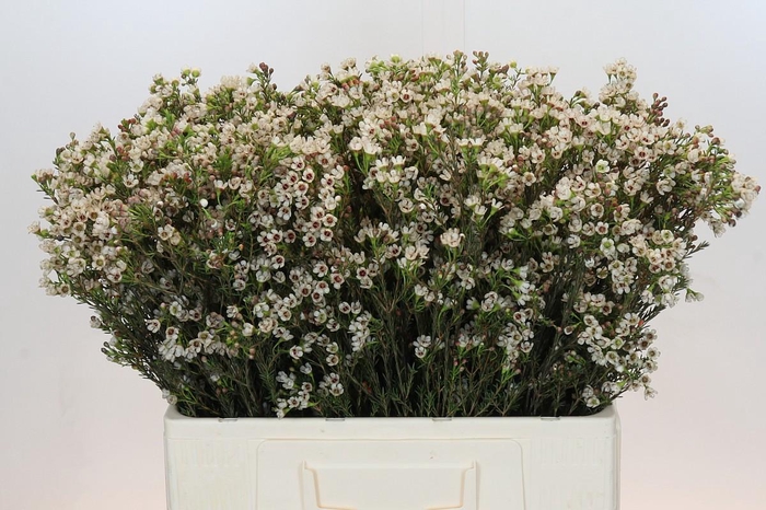 <h4>Chamelaucium Blondie</h4>