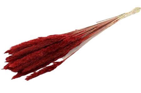 <h4>Dried Fluffy Pampas Bordeaux Bunch Slv</h4>