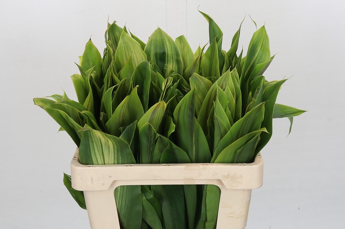 <h4>Cordyline Tops Green White Edge</h4>