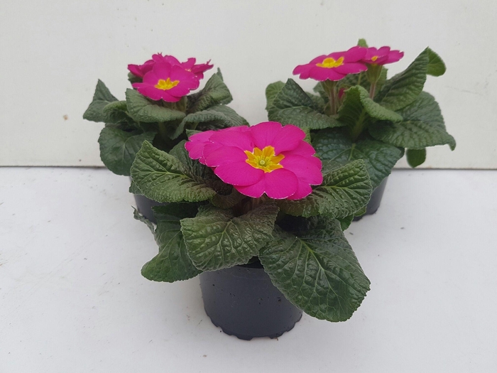 <h4>Primula acaulis rose</h4>