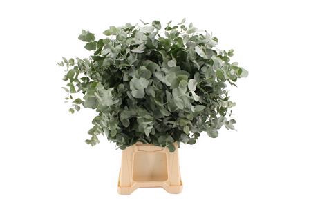<h4>Euca Cinerea 300 Gr</h4>