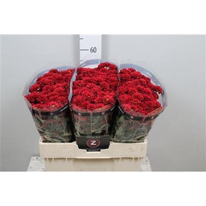 Chr S Melissa Red