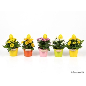 CHRYS.IND.HYBRID MINI