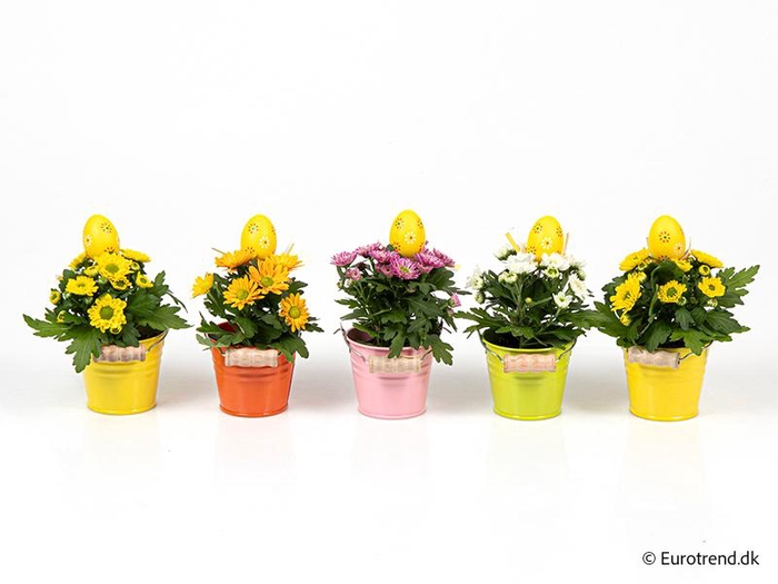 <h4>CHRYS.IND.HYBRID MINI</h4>