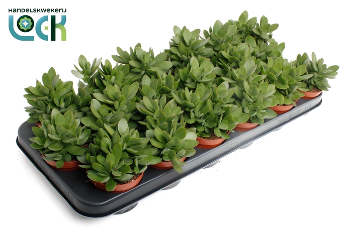 <h4>Crassula Moneymaker</h4>
