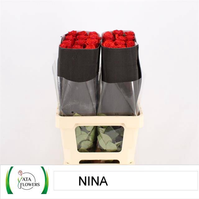 <h4>R GR NINA EQU</h4>