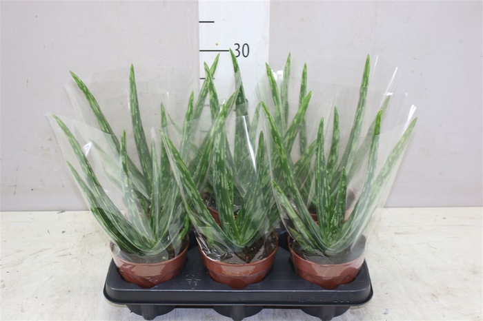<h4>Aloe Vera</h4>