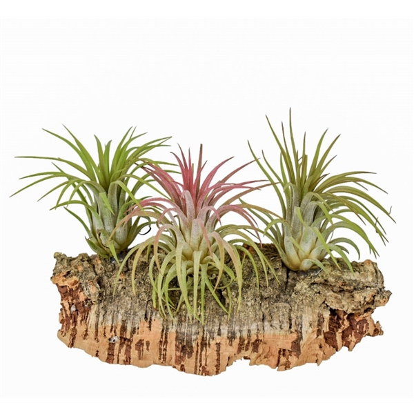 <h4>Tillandsia Kurkhout medium</h4>