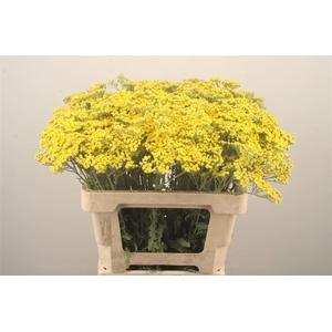 Achillea Moonshine