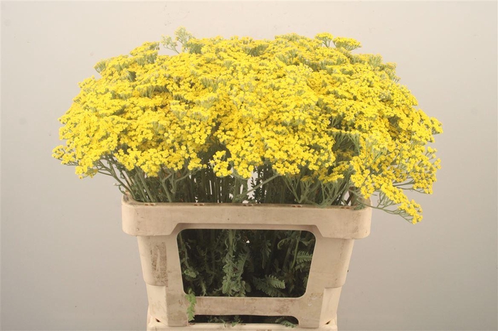 <h4>Achillea Moonshine</h4>