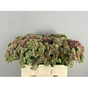 Sedum Spectabile